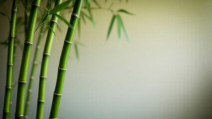 Fresh green bamboo stalks with a soft background
