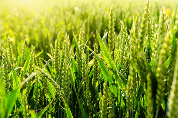Close-up of wheat spikes during growth period in spring