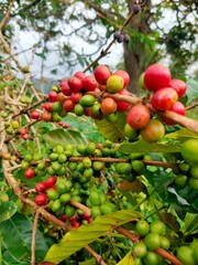 coffee beans in the coffee plantation area