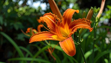 Obraz premium A vibrant orange daylily flower with ruffled petals stands out against a background of lush green foliage.