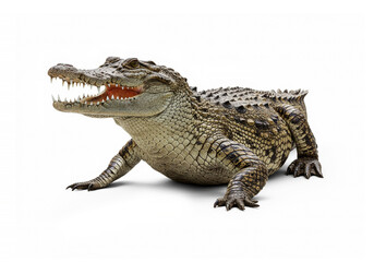 Naklejka premium Crocodileon isolated on white background