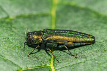 Emerald Ash Borer - Agrilus planipennis