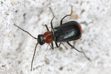 Axinotarsus ruficollis adult beetles of the subfamily Malachiinae in Melyridae family on wall.