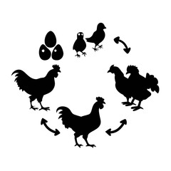 Chicken life cycle stages in silhouette format