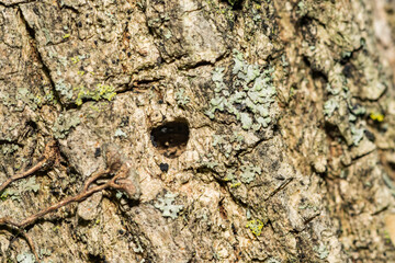 The D-shaped Exit hole made by an Emerald Ash Borer Beetle.