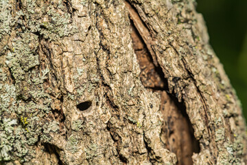 The D-shaped Exit hole made by an Emerald Ash Borer Beetle.