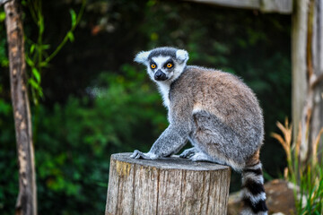 Ring tailed lemur sitting on a tree log