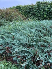 niskie ogrodowe krzewy igłowe © Piotr