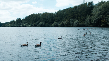 ducks on the lake