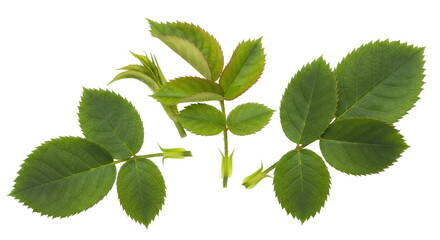 Isolated Rose Leaves