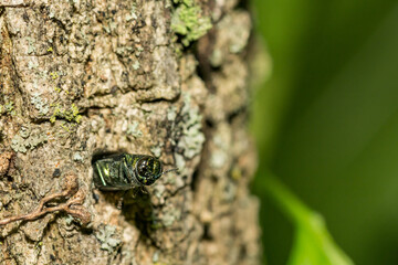 An Emerald Ash Borer emerging from a white ash tree in New England.