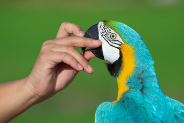 A macaw parrot plays with its owner in the cool evening air.