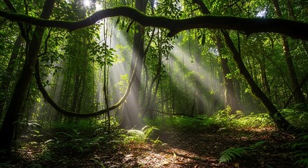 Obraz premium Sunlight piercing through the lush, verdant canopy of a serene rainforest