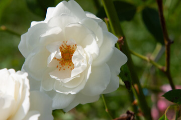 Obraz premium White flower. Cream rose flower close-up. White tea roses with a golden heart and soft shadows. A magnificent flowering shrub in a summer garden with a beautiful play of light and shadow