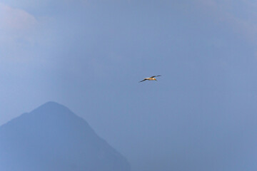Gannet in flight over the sea with Ailsa Craig island in the background, showcasing graceful movement and coastal wildlife