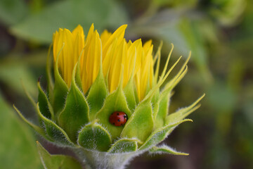 A sunflower, Sainte-Apolline, Québec, Canada