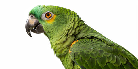 Obraz premium A vibrant green parrot perched calmly against a white background png. The bird features striking emerald and lime-green plumage with subtle yellow accents on its face.