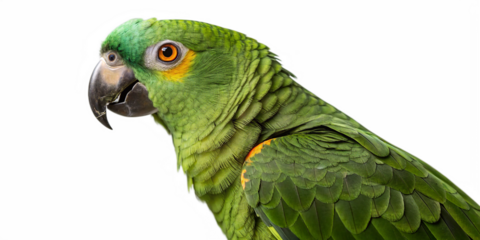 A vibrant green parrot perched calmly against a white background png. The bird features striking emerald and lime-green plumage with subtle yellow accents on its face.