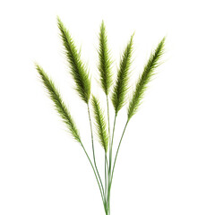 Vibrant Green Foxtail Grass Plant Isolated on White Background for Design Projects