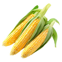 Harvesting Fresh Corn on the Cob in Farm Field - Agricultural Food Production