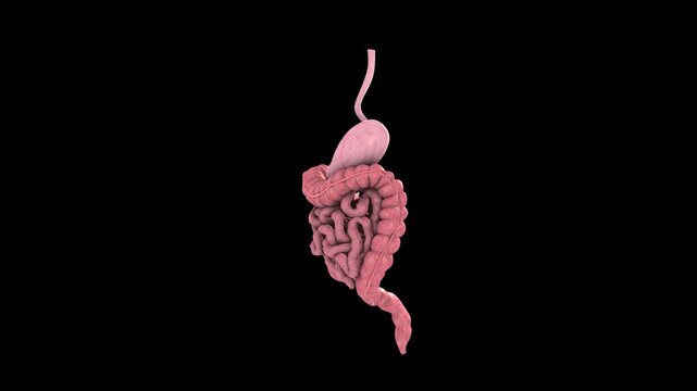 Human Digestive System Anatomy rotating in loop 
