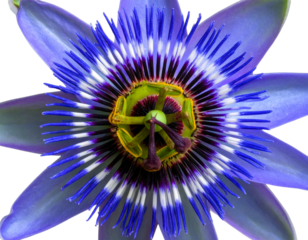 blue flower on a green background