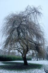 tree in the snow