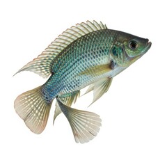 Fototapeta premium Vibrant freshwater fish isolated on clean white background