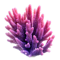 Fototapeta premium Vibrant Pink and Purple Furry Coral Isolated on White Background for Creative Designs