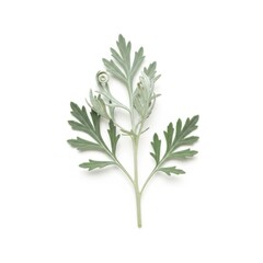 Naklejka premium Artemisia Sprig Isolated on White Background Studio Shot