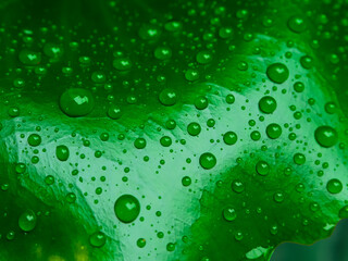 Close-up of a lush green lotus leaf with water drops rolling on its hydrophobic surface, glistening under bright sunlight in the rainy season.