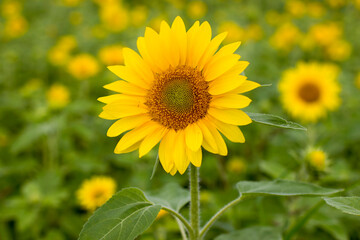 Sunflowers (helianthus) in a field - summertime