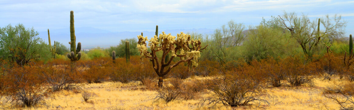Winter San Tan Mountains Sonoran Desert Arizon