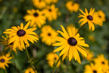 Rudbeckia fulgida or Goldsturm in full bloom in the garden.