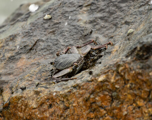 A crab is sitting on a rock in the water