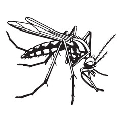 Mosquito