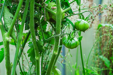Ripening green tomato on a lush vine in a garden. Fresh organic vegetable growing on a plant, healthy food concept.