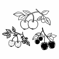 vector illustration of apples
