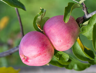 Two red apples hanging from a tree