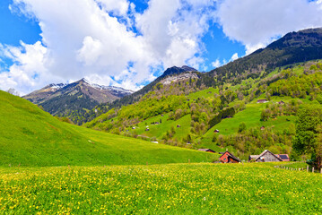 Weisstannen im Weisstannental, Mels, Kanton St. Gallen © Ilhan Balta