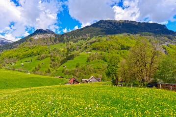 Weisstannen im Weisstannental, Mels, Kanton St. Gallen © Ilhan Balta