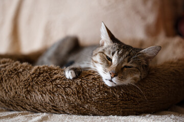 The elderly cat is lies and dozed in his bed. Shallow focus.