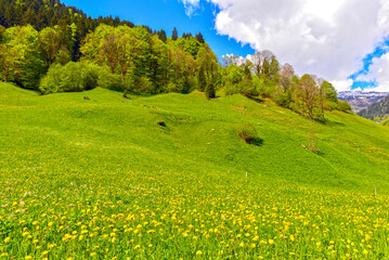 Weisstannen im Weisstannental, Mels, Kanton St. Gallen © Ilhan Balta