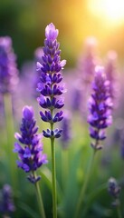 Obraz premium Close-up of fragrant lavender blossoms, bathed in soft sunlight, evoking tranquility and spiritual serenity Perfect for meditation, yoga, or aromatherapy imagery , mystical, calm