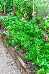 Fresh green parsley growing in a garden bed with wooden border. Organic herb cultivation for healthy cooking and sustainable lifestyle.