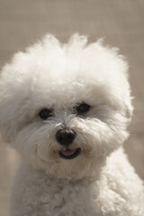 Mini Poodle Portrait