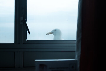 Seagull