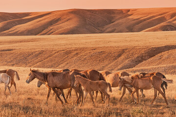 Fototapeta premium Wild horses grazing peacefully across a vast, arid landscape, bathed in the warm hues of a stunning sunset sky