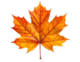 Fototapeta premium Autumn's Golden Embrace: A close-up studio shot captures the vivid beauty of a single, vibrant maple leaf, showcasing its intricate details and warm hues as a celebration of the season.