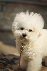 Close up of a Poodle Dog